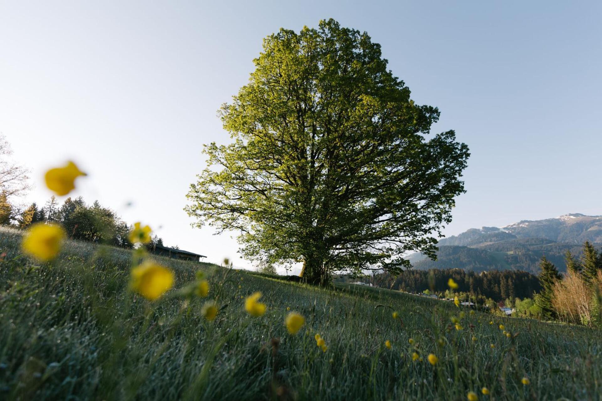 Dorfresort Kitzbuehel By Alps Resorts Reith bei Kitzbuehel Ngoại thất bức ảnh